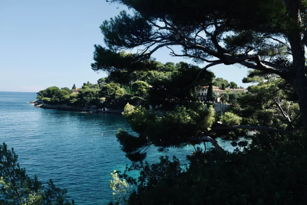Pine trees framing the blue sea and green coastline near Cannes on a bright day